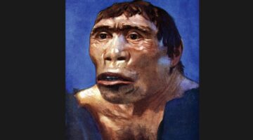Manusia Jawa: Jejak Homo Erectus dari Pulau Jawa